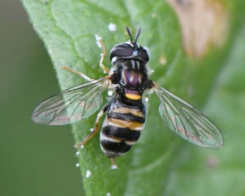 Réf. 260 143 : Paragus quadrifasciatus